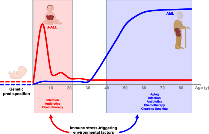 Immune Stress Diagram